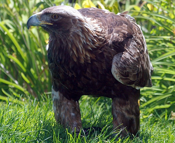 bird Golden photo Eagle aquila Golden_eagle_IMG_3700