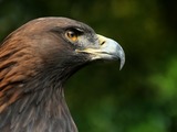 bird Golden photo Eagle aquila Steinadler_Aquila_chrysaetos_closeup2_Richard_Bartz