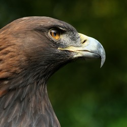 bird Golden photo Eagle aquila Steinadler_Aquila_chrysaetos_closeup2_Richard_Bartz