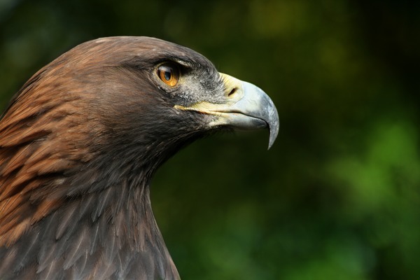 bird Golden photo Eagle aquila Steinadler_Aquila_chrysaetos_closeup2_Richard_Bartz