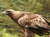 bird Golden photo aquila Eagle photo aquila Eagle Golden bird Aquila_chrysaetos_Flickr