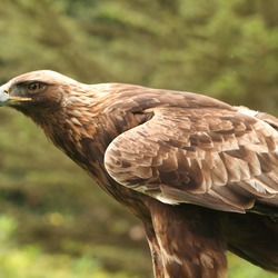 bird Golden photo aquila Eagle photo aquila Eagle Golden bird Aquila_chrysaetos_Flickr