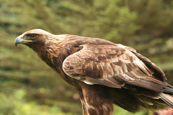 bird Golden photo aquila Eagle photo aquila Eagle Golden bird Aquila_chrysaetos_Flickr