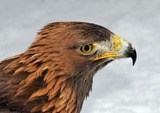Eagles