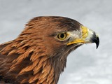 bird aquila Golden Eagle photo Aquila_chrysaetos_(Linnaeus_1758)