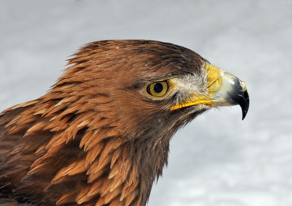 bird aquila Golden Eagle photo Aquila_chrysaetos_(Linnaeus_1758)