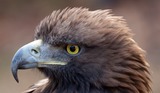 Golden Eagle