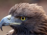 bird aquila Golden Eagle photo photo Golden Eagle aquila bird Golden_Eagle_2c_(6447282761)