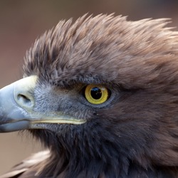 bird aquila Golden Eagle photo photo Golden Eagle aquila bird Golden_Eagle_2c_(6447282761)