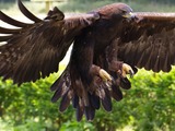 bird aquila photo Eagle Golden Golden_Eagle_12a_(6027292102)