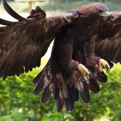 bird aquila photo Eagle Golden Golden_Eagle_12a_(6027292102)