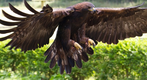 bird aquila photo Eagle Golden Golden_Eagle_12a_(6027292102)