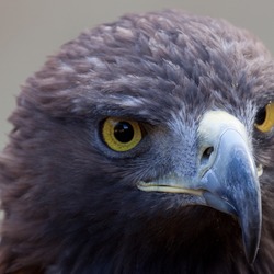 bird aquila photo Eagle Golden Golden_Eagle_1c_(6447277089)