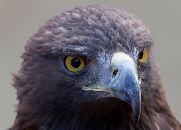 bird aquila photo Eagle Golden Golden_Eagle_1c_(6447277089)