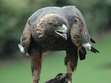 bird photo Eagle Golden aquila GoldenEagle-Nova