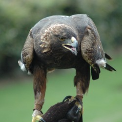 bird photo Eagle Golden aquila GoldenEagle-Nova