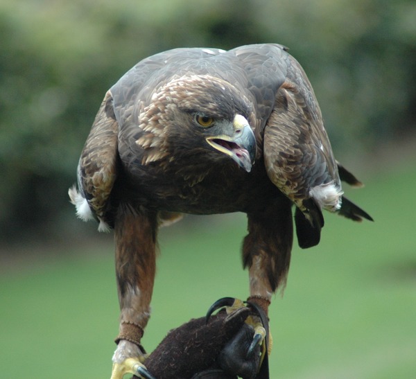 bird photo Eagle Golden aquila GoldenEagle-Nova