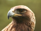 bird photo Eagle Golden aquila photo Eagle Golden aquila bird Aquila_chrysaetos_portrait