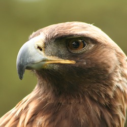 bird photo Eagle Golden aquila photo Eagle Golden aquila bird Aquila_chrysaetos_portrait