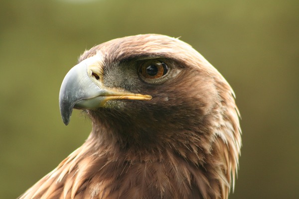 bird photo Eagle Golden aquila photo Eagle Golden aquila bird Aquila_chrysaetos_portrait