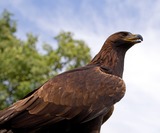 Golden Eagle