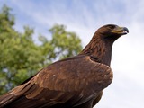 bird photo Eagle aquila Golden Golden_Eagle_4a_(6022930748)