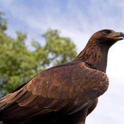 bird photo Eagle aquila Golden Golden_Eagle_4a_(6022930748)