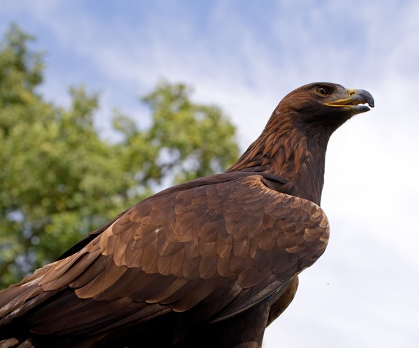 bird photo Eagle aquila Golden Golden_Eagle_4a_(6022930748)