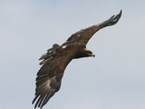 bird photo Golden Eagle aquila Golden_Eagle_(Aquila_chrysaetos)_(1)