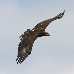 bird photo Golden Eagle aquila Golden_Eagle_(Aquila_chrysaetos)_(1)