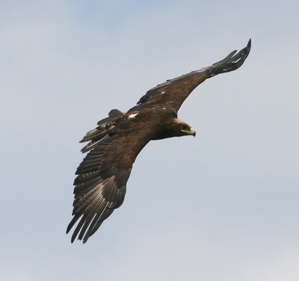 bird photo Golden Eagle aquila Golden_Eagle_(Aquila_chrysaetos)_(1)