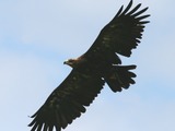 bird photo Golden aquila Eagle Golden_Eagle_(Aquila_chrysaetos)_(3)