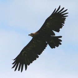 bird photo Golden aquila Eagle Golden_Eagle_(Aquila_chrysaetos)_(3)