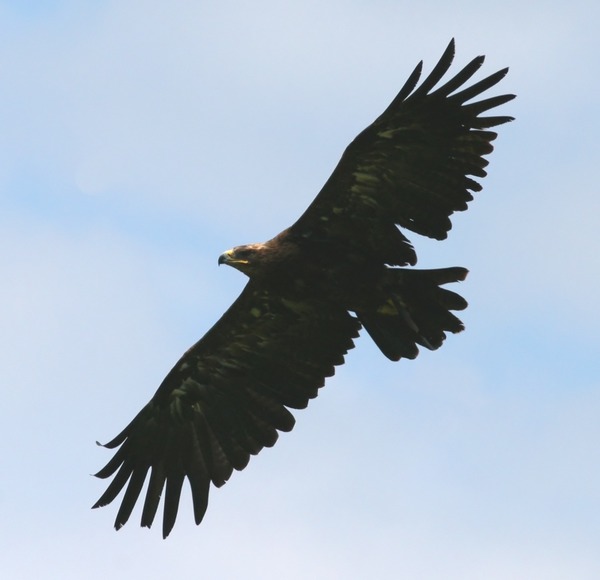 bird photo Golden aquila Eagle Golden_Eagle_(Aquila_chrysaetos)_(3)