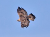 bird photo aquila Eagle Golden Golden_Eagle_2