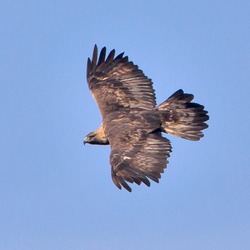 bird photo aquila Eagle Golden Golden_Eagle_2