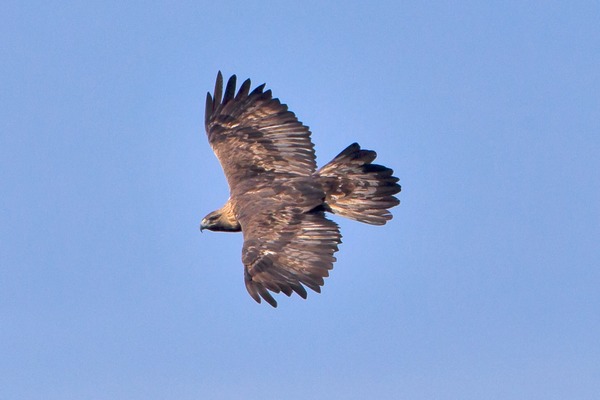 bird photo aquila Eagle Golden Golden_Eagle_2