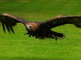 bird photo aquila Golden Eagle Golden_eagle_in_flight