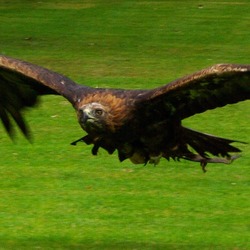 bird photo aquila Golden Eagle Golden_eagle_in_flight