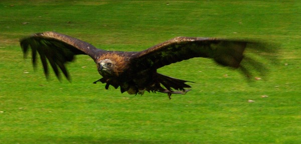 bird photo aquila Golden Eagle Golden_eagle_in_flight