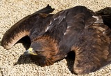 Golden Eagle