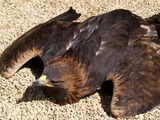 photo Eagle bird aquila Golden Resting_Golden_Eagle_(6018871077)