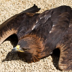 photo Eagle bird aquila Golden Resting_Golden_Eagle_(6018871077)