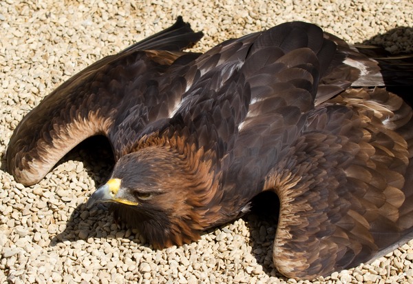 photo Eagle bird aquila Golden Resting_Golden_Eagle_(6018871077)