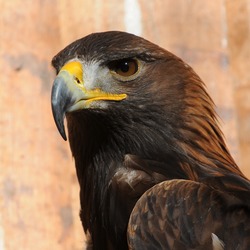 photo Golden bird aquila Eagle Steinadler,_Aquila_chrysaetos_06