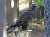 photo bird Eagle Golden aquila Golden_Eagle_RWD2