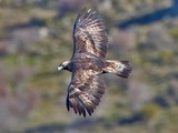 photo bird Eagle Golden aquila photo Eagle Golden bird aquila Golden_Eagle_3