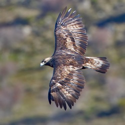 photo bird Eagle Golden aquila photo Eagle Golden bird aquila Golden_Eagle_3