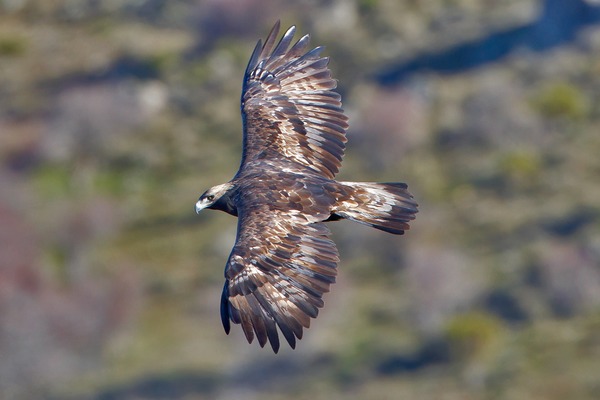 photo bird Eagle Golden aquila photo Eagle Golden bird aquila Golden_Eagle_3