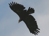 photo bird aquila Golden Eagle photo Golden Eagle aquila bird Golden_Eagle_(Aquila_chrysaetos)_(4)